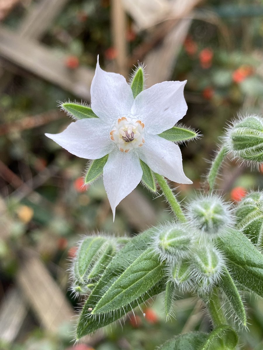 Our side garden has been taken over by Borage recently. In amongst them there’s this rather lovely white one. 
#WildflowerHour
