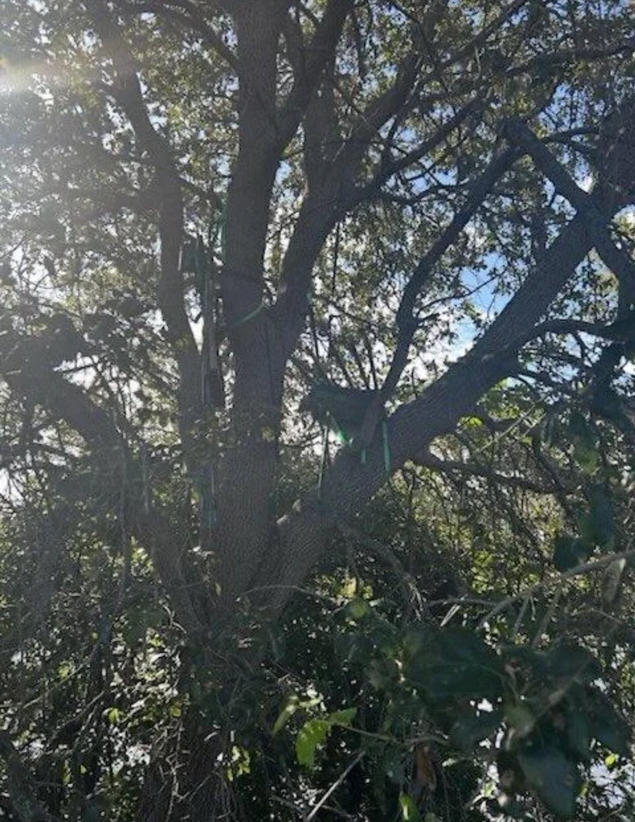OSINTmikex's tweet image. Well well well what do we have here… 👀
A possible tree hide was found near Palm Beach International airport prior to President Trumps arrival on Friday
Interesting….