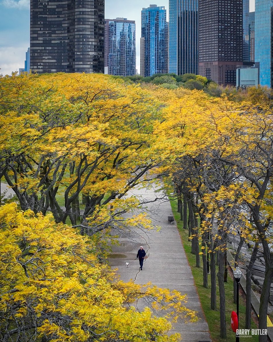 Sunday Stroll.  Today in Chicago amongst the autumn colors.  #weather #news #ilwx #chicago