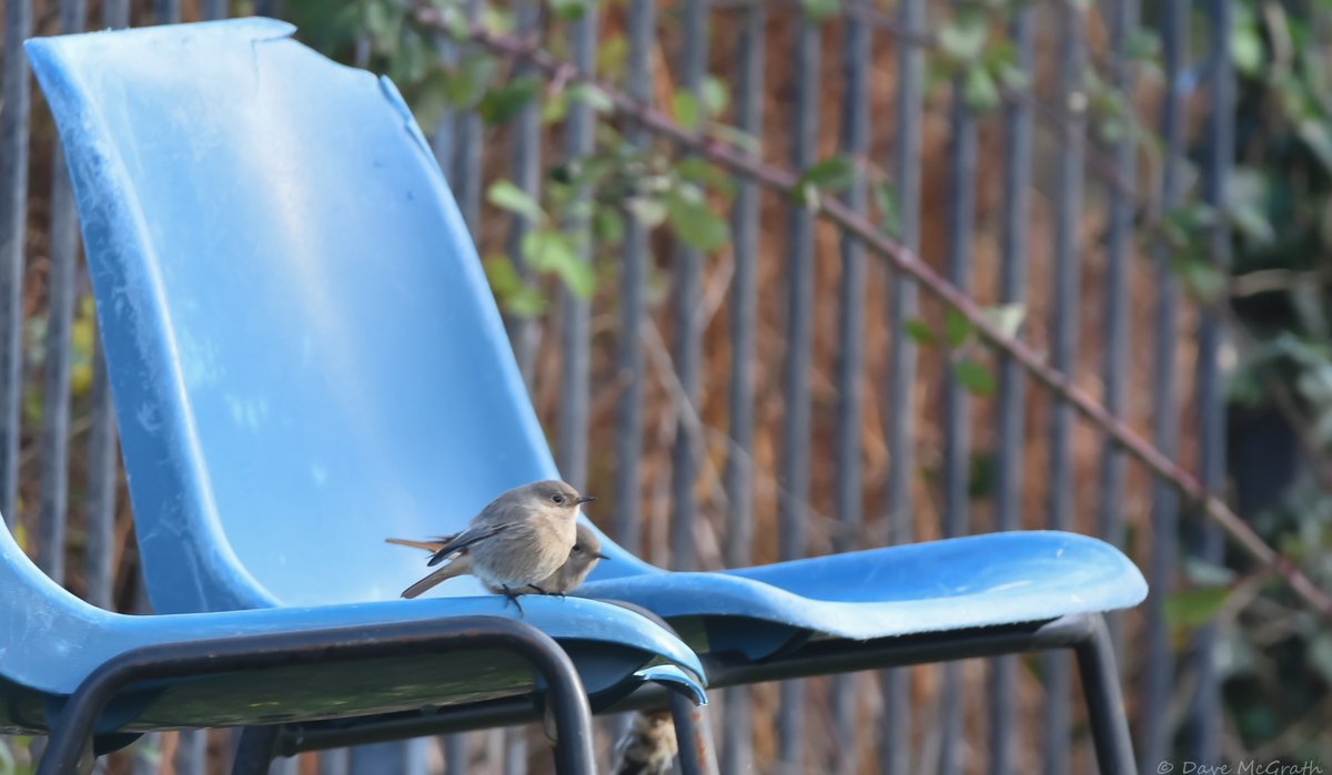 Dave McG tweet media