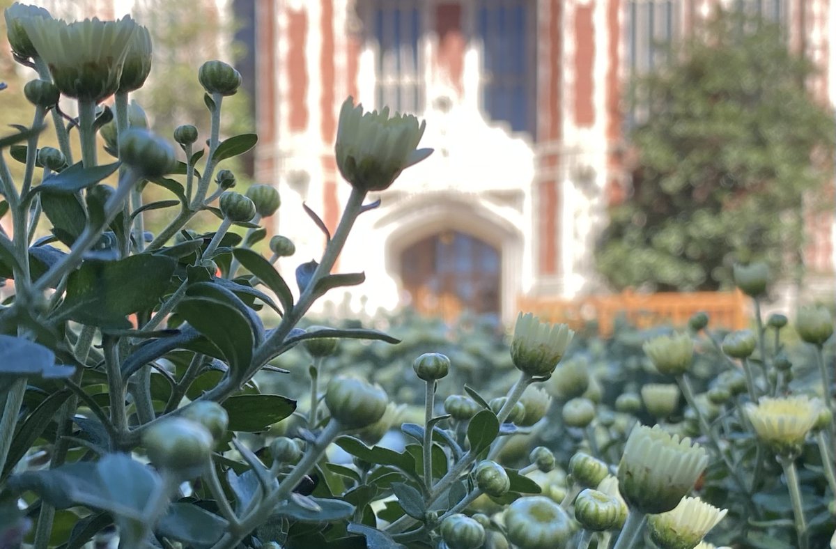 PalmeriJoAnn's tweet image. View of Bizzell Memorial Library from the flower garden on the south oval #LibrariesFromTheOutside #CampusFlowers #OUskywatch