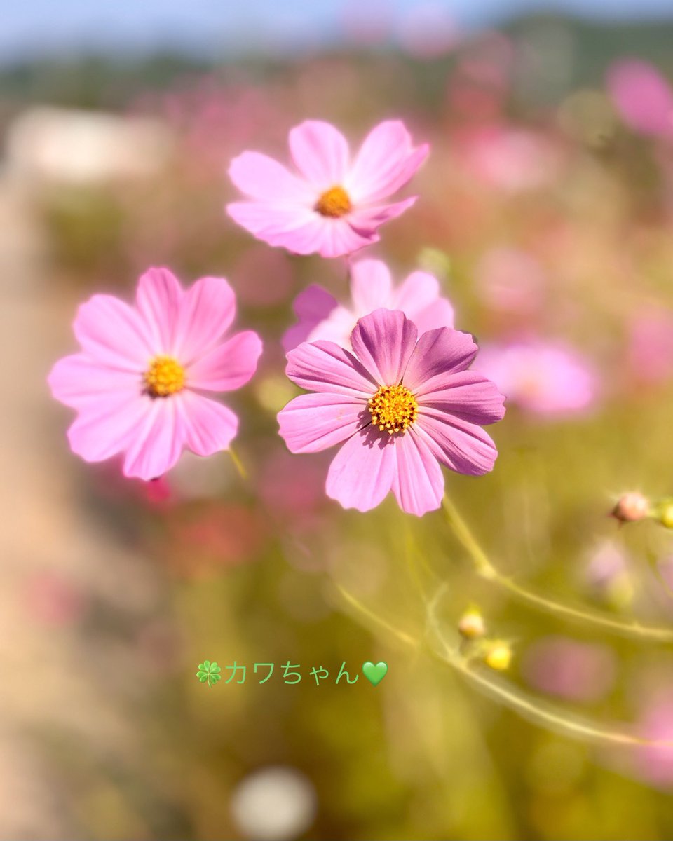 花 風景 （I） ✿「風 Ⅴ」✿ on X