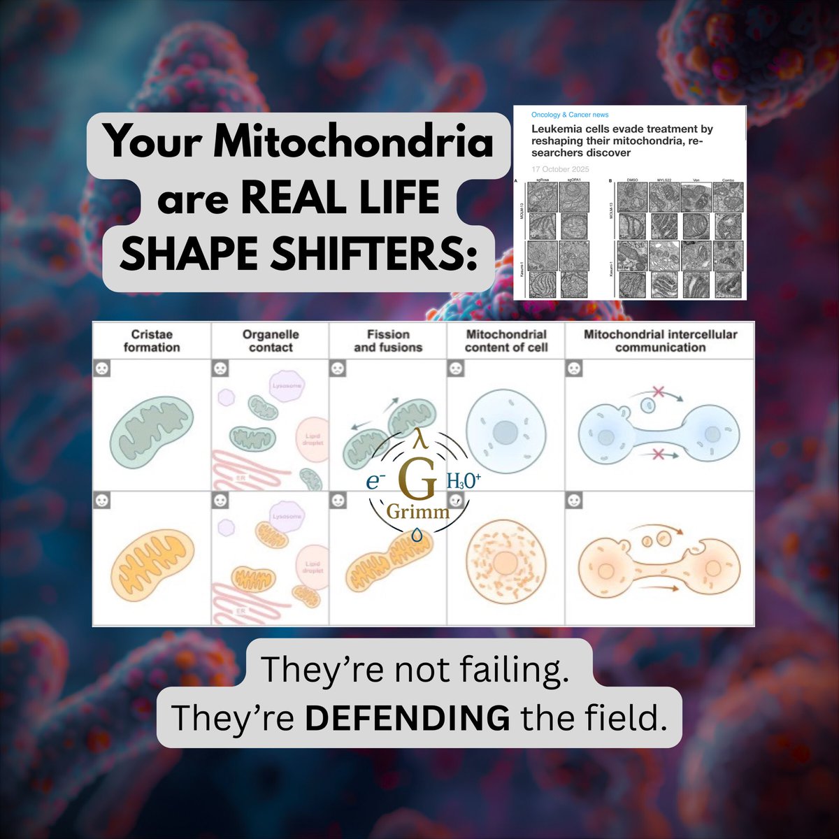 DrGrimmMD's tweet image. MITOCHONDRIA ARE REAL-LIFE SHAPE-SHIFTERS
They’re not failing. They’re DEFENDING THE FIELD
~~~ Doc: why should I care~~~
A new Science Advances paper on leukemia barely made the headlines, but it should’ve.
Researchers caught cancer cells surviving treatment by literally…