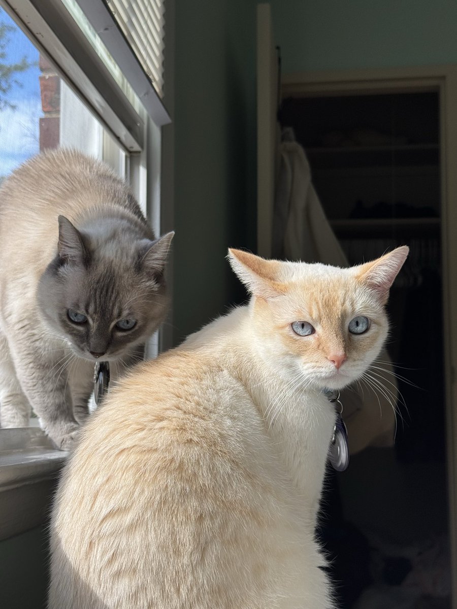 celestialsibs's tweet image. behind every gay person is a gayer, more evil gay person