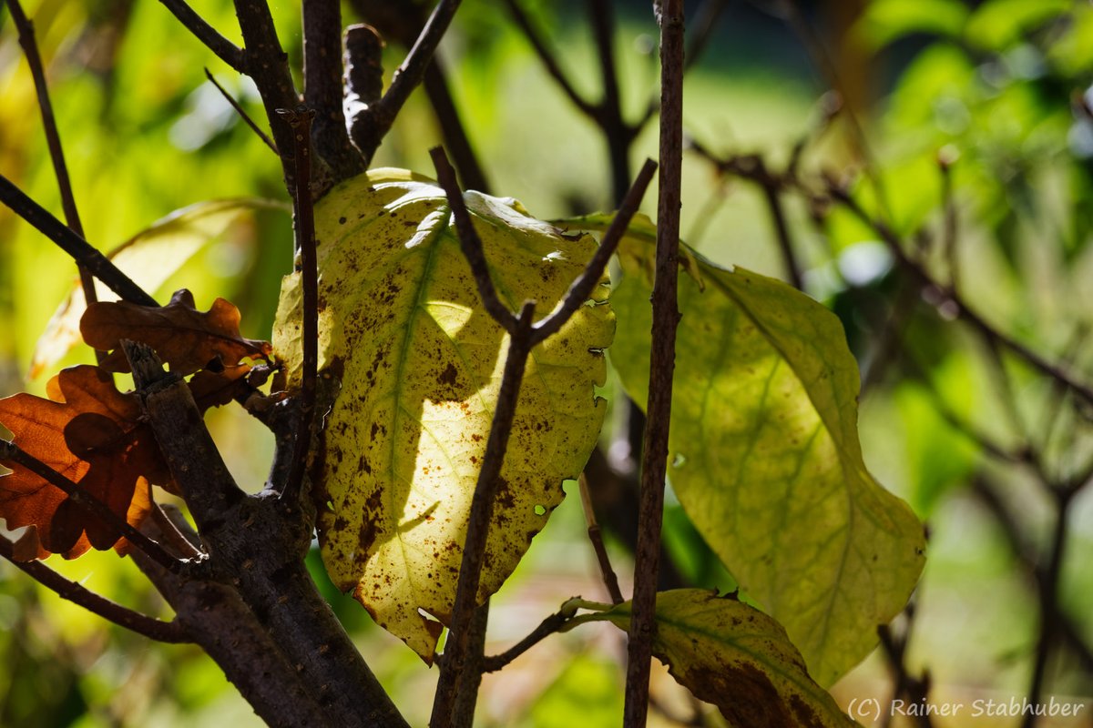 EbenBildDesigns's tweet photo. Goldener Herbst 
#NikonZ50 #BaarEbenhausen  #NaturePhotography #GoldenAutumn #Fotografie #Herbstbilder #photooftheday #Z50 https://t.co/lr6t3axxzJ