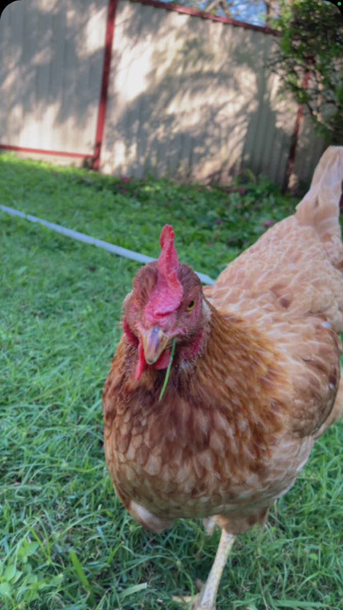 RIP to the other goat, no more chickens in the backyard 🙁