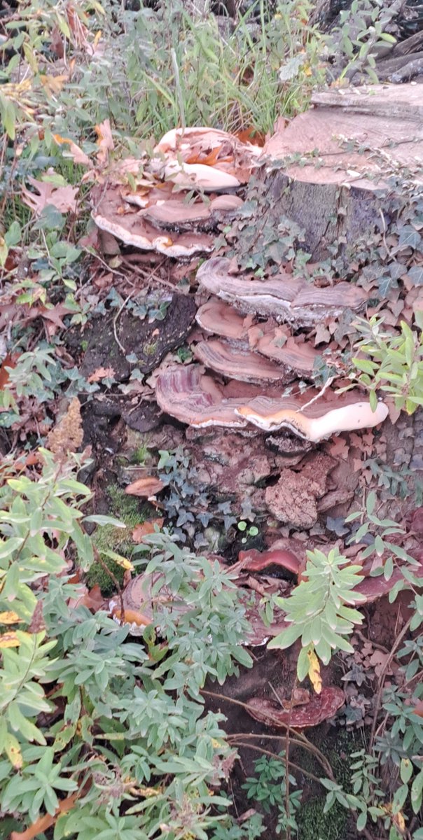 JiscaDijk's tweet photo. #Paddenstoelen #Zwammen #Fungi #Mushrooms #Twente #Hengelo #Enschede #Twekkelo #tStroot #Christinalust
Heerlijke zonnige zondag om een rondje door Twekkelo te fietsen.
Dit zag ik onderweg:
Platte Tonderzwam = Ganoderma lipsiense
Dit is èèn gekapte beukenstronk
en verder zag ik https://t.co/hrD39OzmX9