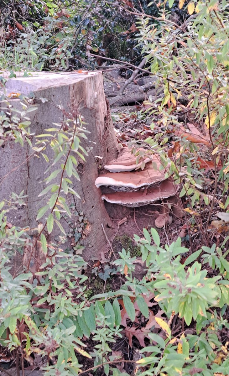 JiscaDijk's tweet photo. #Paddenstoelen #Zwammen #Fungi #Mushrooms #Twente #Hengelo #Enschede #Twekkelo #tStroot #Christinalust
Heerlijke zonnige zondag om een rondje door Twekkelo te fietsen.
Dit zag ik onderweg:
Platte Tonderzwam = Ganoderma lipsiense
Dit is èèn gekapte beukenstronk
en verder zag ik https://t.co/hrD39OzmX9