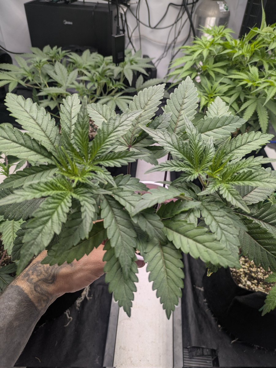 MainLined Dante's Inferno in a solo cup sitting on the Tray2grow loving life. I had Bud Trainers on to get that shape, they come in clutch for some LST. <a href="/Tikimadman1/">Tikimadman</a> <a href="/autopotusa/">AutoPotUSA</a> #420friendly #cannabisculture #Homegrown #LST <a href="/theBudTrainer/">BudTrainer</a>