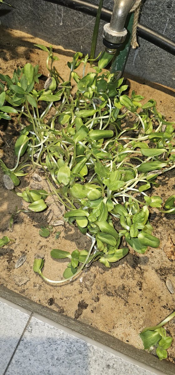 وقت زراعة دوار الشمس، لو تكبه بالغلط ينزرع.