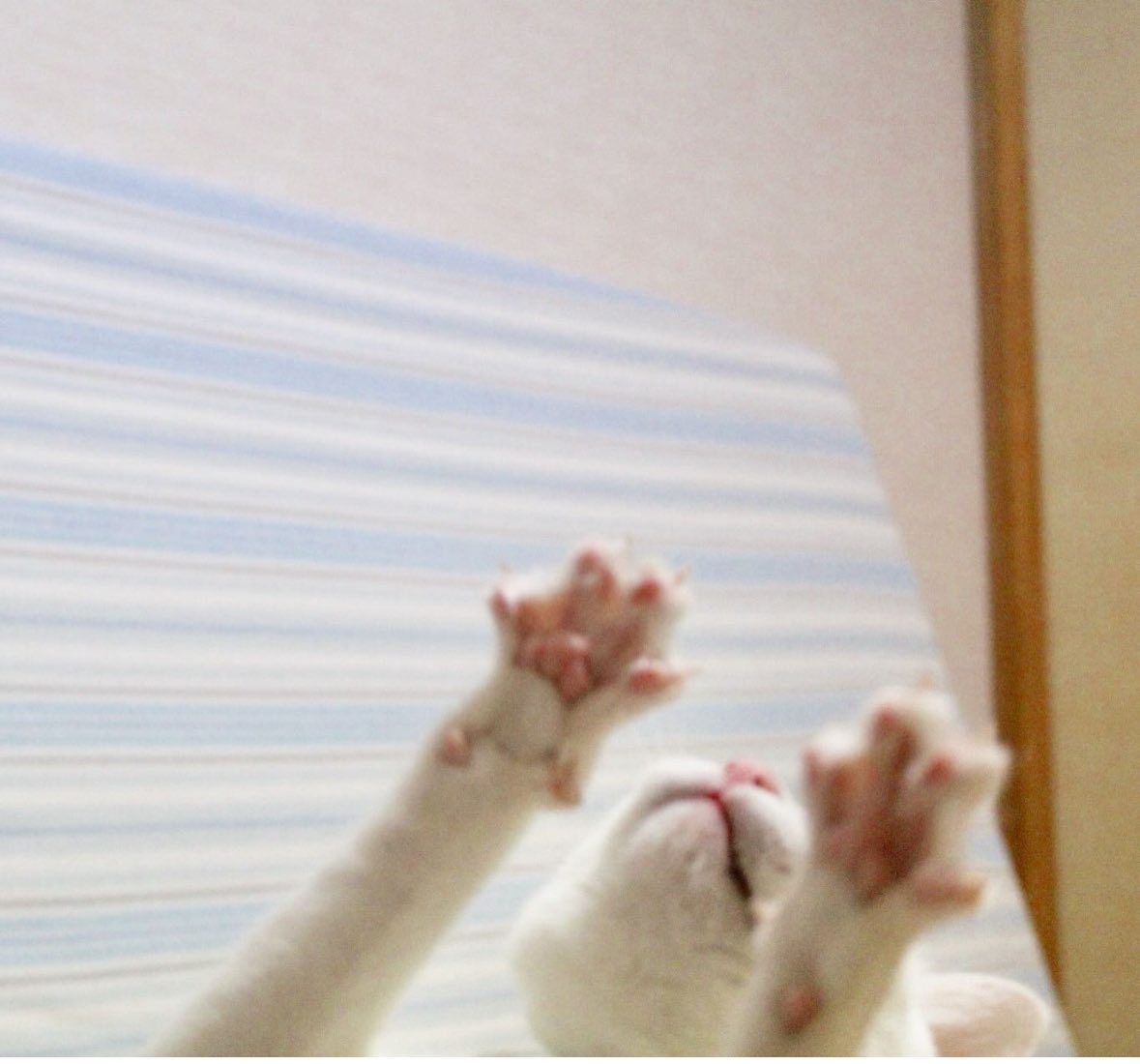 カメラからのフェイドアウト
この後転んだーー