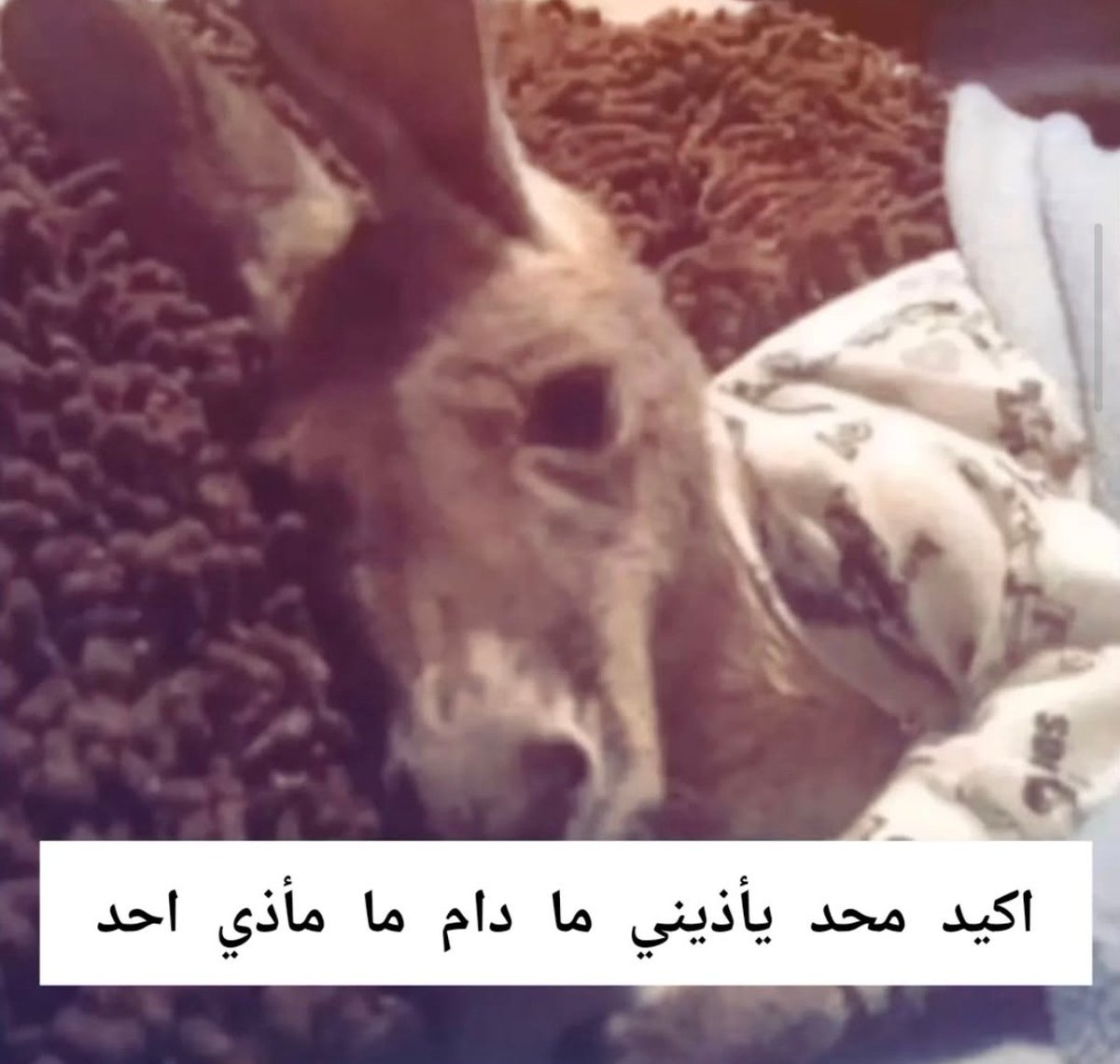 Arab Memes (@arabmemesss) on Twitter photo 