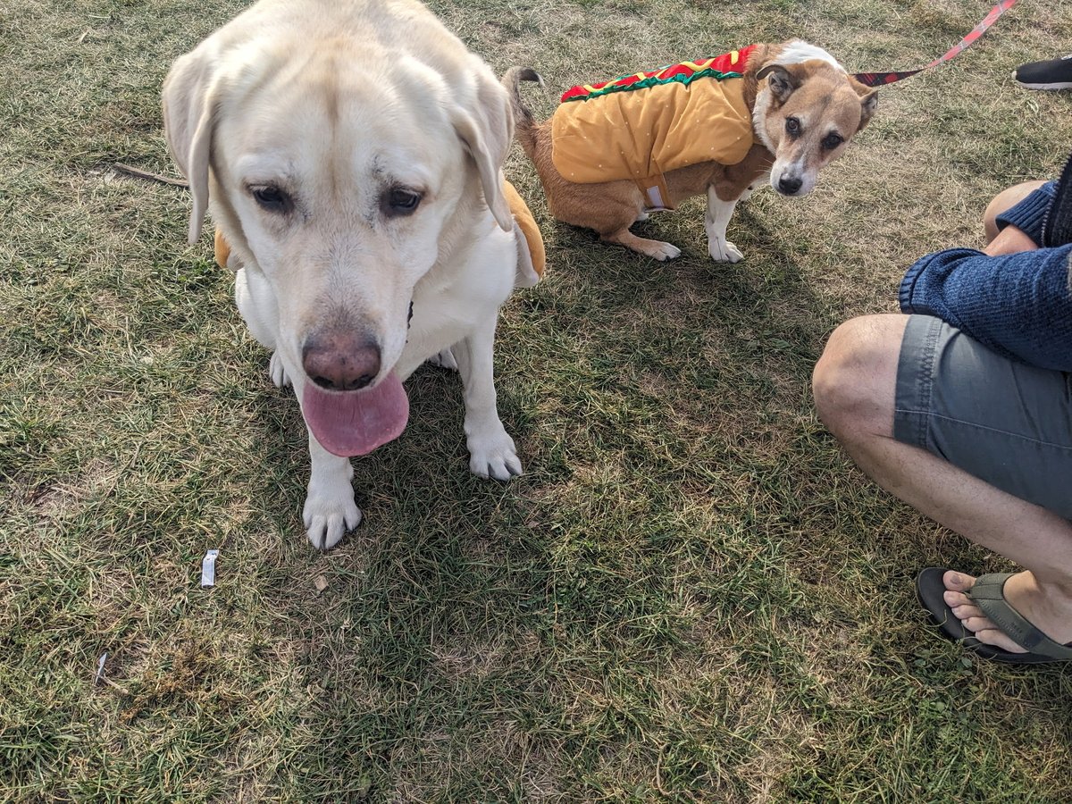 Ed the Yellow Labrador 🇨🇦🍁 tweet media