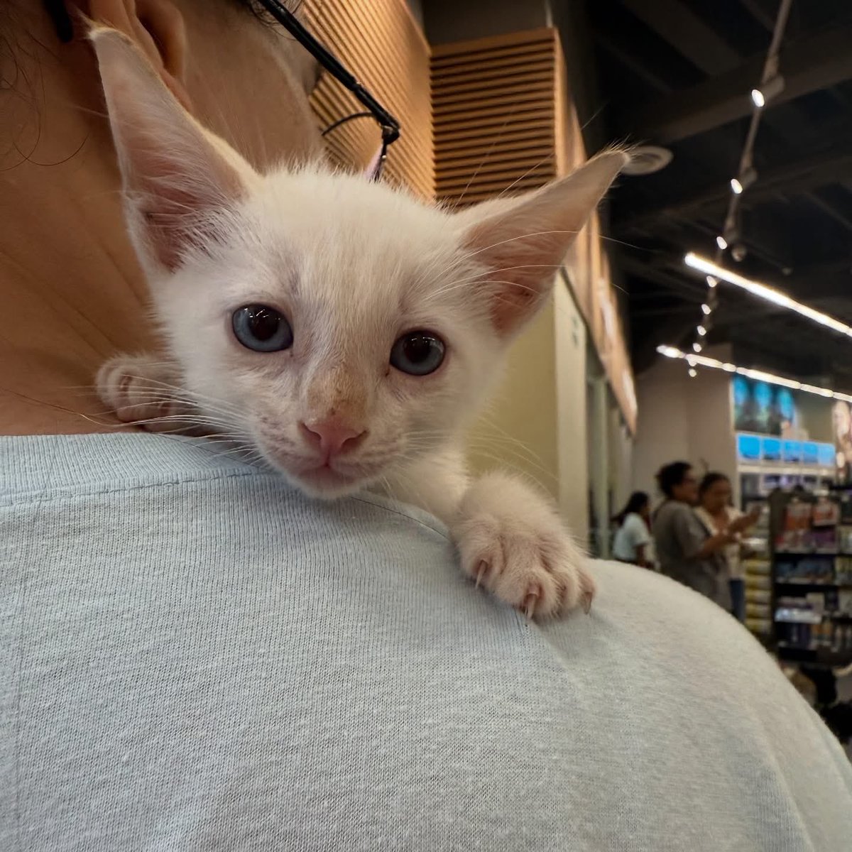 ‼️EN ADOPCIÓN‼️
Hermosos gatitos en busca de una familia responsable. 

Adopciones WhatsApp: 
993 194 0616 

Fomentemos el amor, el respeto y el cuidado hacia nuestros compañeros de vida.
#Caninos911 #Refugio #Dogs #PorUnTabascoLibreDeCrueldadAnimal #Perros #Razaunica