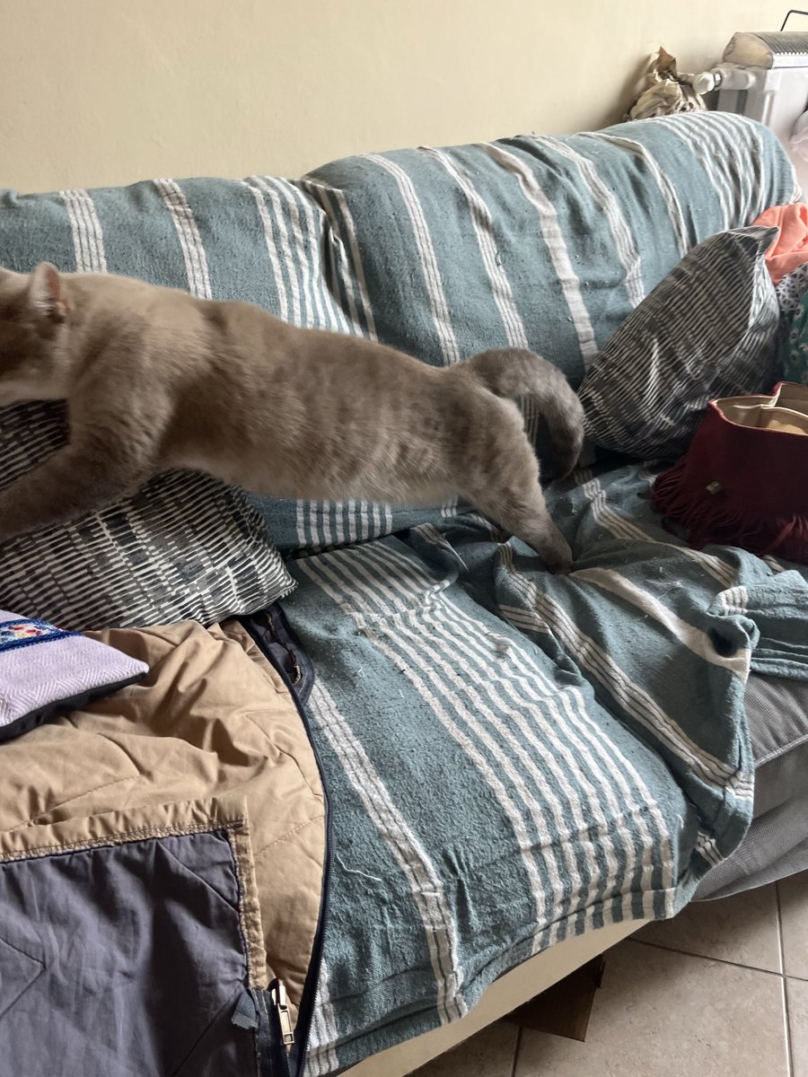 Ha deciso che si può sedere sul divano ma solo se non mi giro a guardare