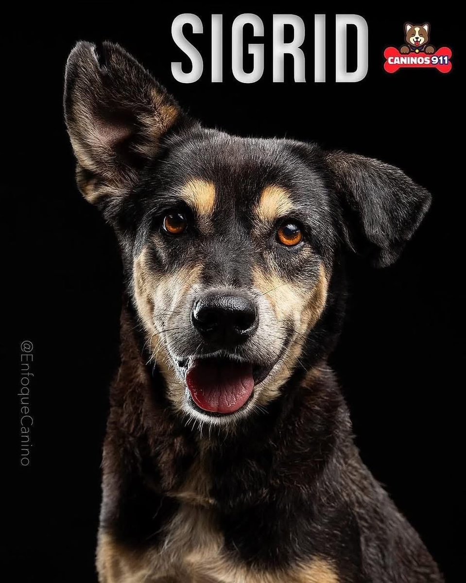 ‼️🐾EN ADOPCIÓN🐾‼️

Sigrid ha conocido el dolor… Pero nunca ha dejado de dar amor.
Después de una vida marcada por el maltrato, esta guerrera de 6 años ha aprendido a confiar, a sanar y a volver a sonreír.
