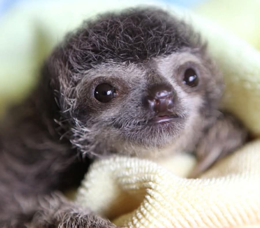 AlitzelVT's tweet image. Solo para recordarte, que soy este perezoso tikito y me voa deprimir si no te veo mañana en Kick a las 8pm para mí debut 🥺 #vtuberespañol #pngtuber #debutvtuber #Vtuber #VtuberDebut 

kick.com/AlitzelVT ⬅️ 🦥