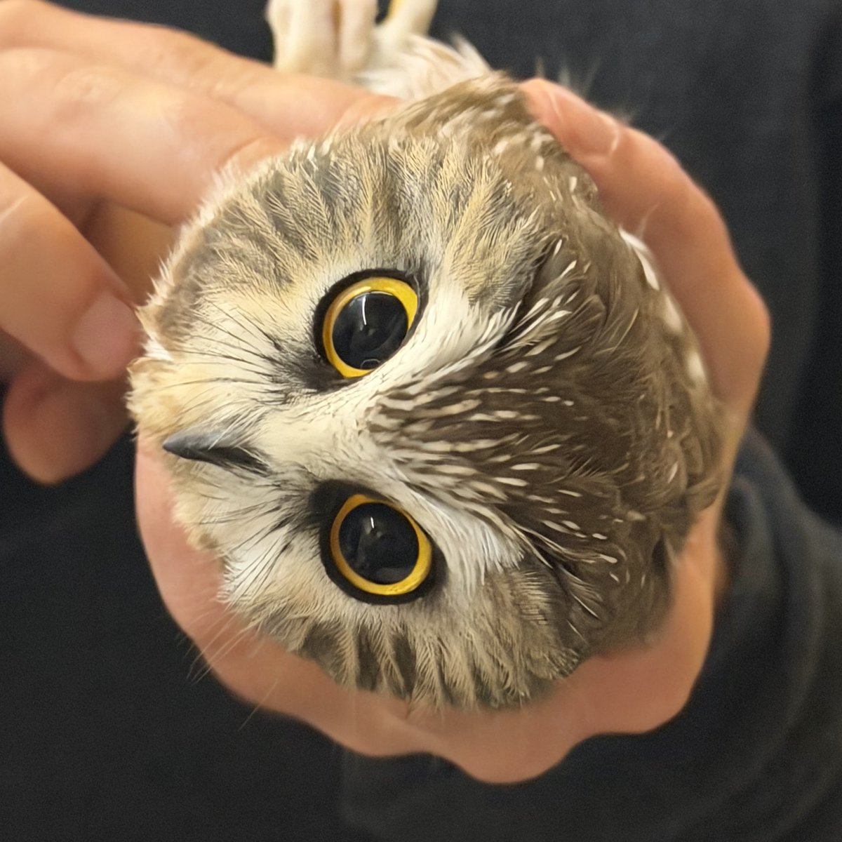 Fluffiest pickleball ever

(Northern Saw-whet Owl)