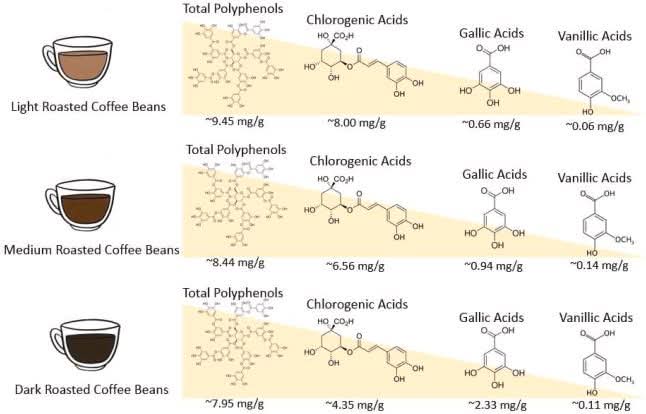 How Coffee Roasting Changes Chlorogenic Acids (and Other Antioxidants)

Coffee beans are packed with chlorogenic acids - plant compounds that help regulate blood sugar, protect blood vessels, and act as antioxidants. Roasting changes how much of these (and other polyphenols) end