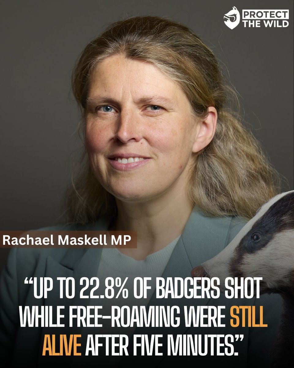 ProtectTheWild_'s tweet image. MP Rachael Maskell exposes the grim truth behind the government’s badger cull.
📢 Demand it ends for good.