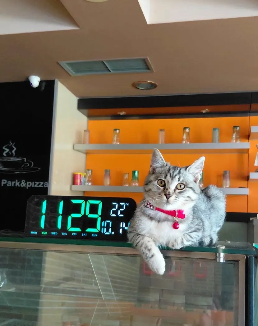 Nerdesin ey ay yüzlüm….