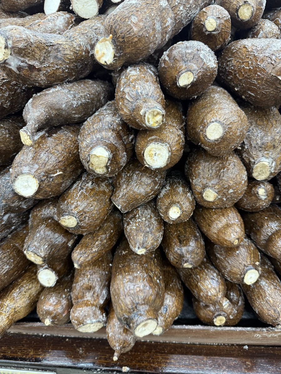 miniworld84's tweet image. In Minnesota, I have 🌽. In Miami, we have Yuca.  #cuban 🇨🇺