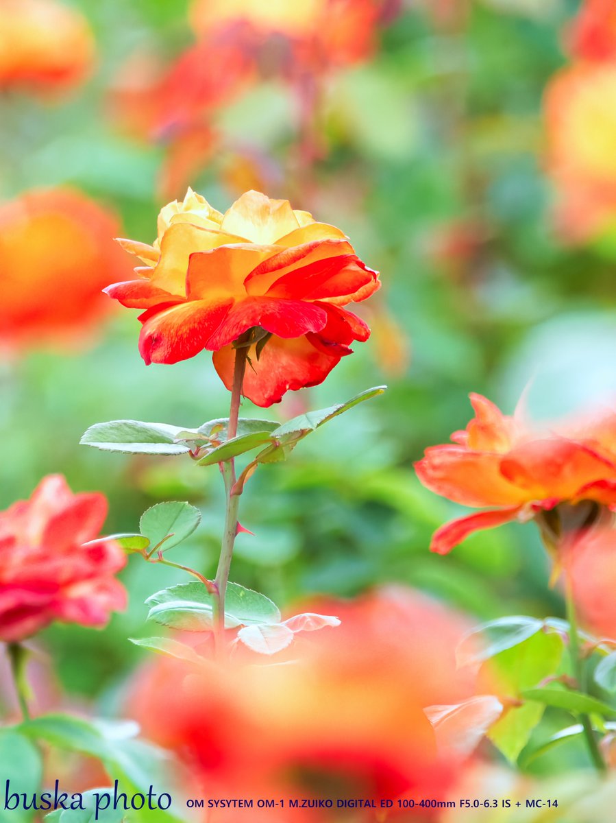 蓮花@プロフも見てくださいページ 蓮花 (@_ren0756) / X