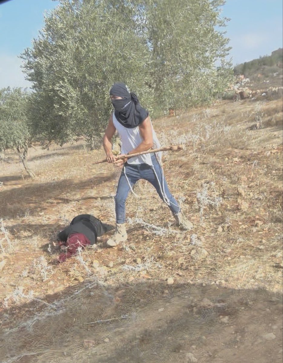 Am ersten Tag der Olivenernte in Turmus'ayya führt die israelische Armee eine Gruppe von Bauern direkt in einen brutalen Hinterhalt bewaffneter rechtsradikaler Siedler. Eine ältere Palästinenserinnen wurde von brutalen Siedlern zusammengeschlagen und schwerverletzt!