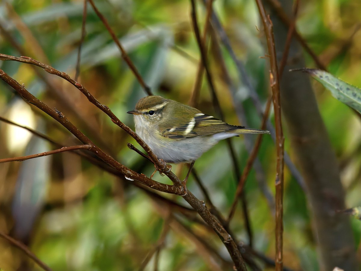 roytwigg's tweet photo. A couple from last week at Spurn. https://t.co/qI9H1PBGpk