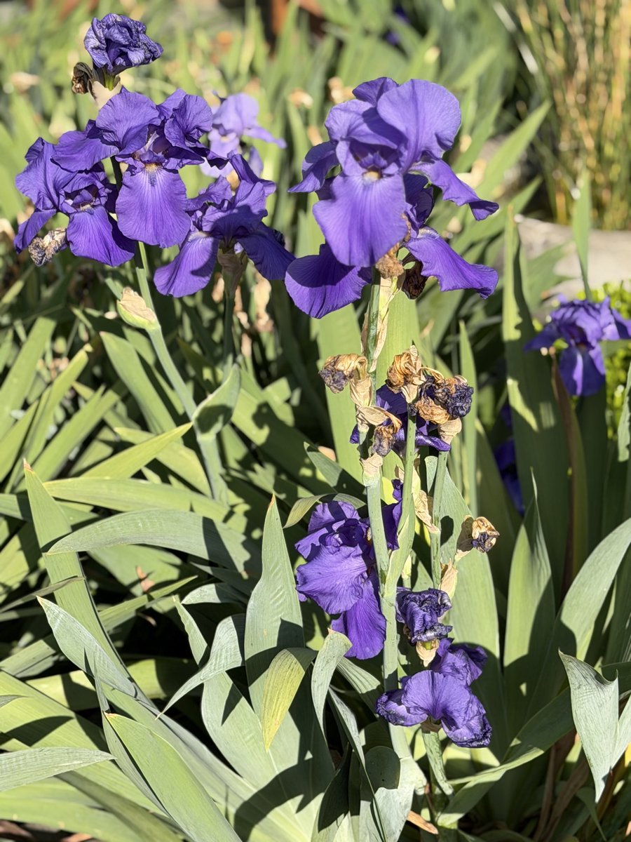 Cosas hermosas del jardín💜