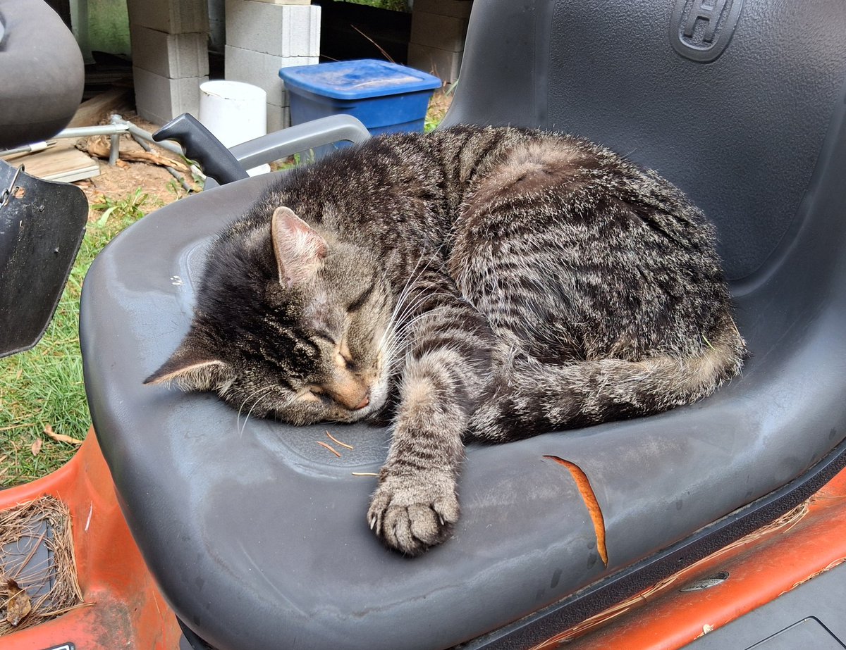 flip7896's tweet photo. Lounging kitteh (before the rain rolled in) https://t.co/vO5IewY6m6
