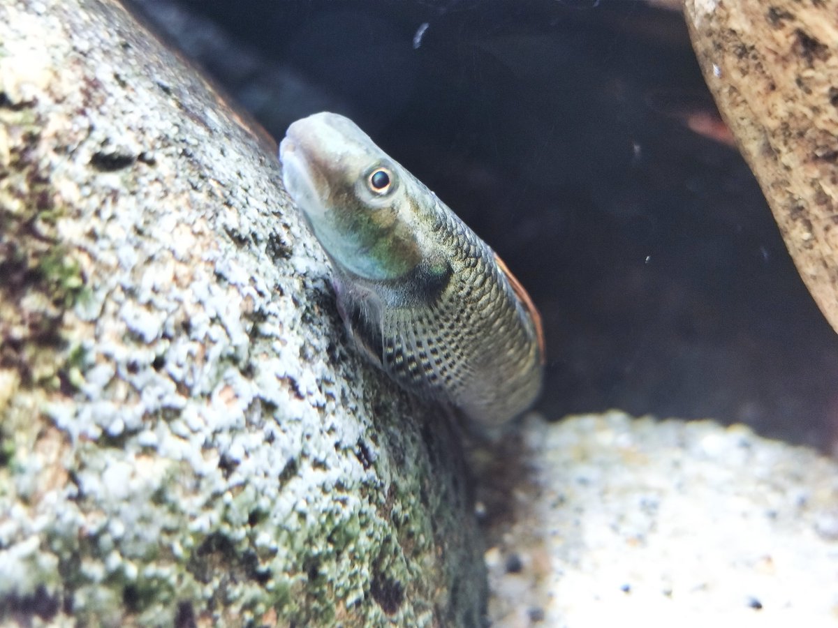 herptiles's tweet photo. 10/18・19に 三井住友ビル 三角広場で開催されていた
#アクアリウム東京　に行ってきた
写真は #ワイルドアクアリウム の展示水槽にいた
ボウズハゼの仲間、ホンコンプレコの仲間
ドジョウの仲間、ガラの仲間
岩の隙間を出入りしていて見ていて飽きなかった。 https://t.co/UrULV4Ju2Q