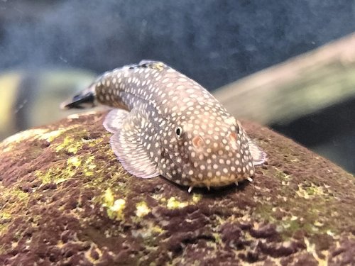 herptiles's tweet photo. 10/18・19に 三井住友ビル 三角広場で開催されていた
#アクアリウム東京　に行ってきた
写真は #ワイルドアクアリウム の展示水槽にいた
ボウズハゼの仲間、ホンコンプレコの仲間
ドジョウの仲間、ガラの仲間
岩の隙間を出入りしていて見ていて飽きなかった。 https://t.co/UrULV4Ju2Q