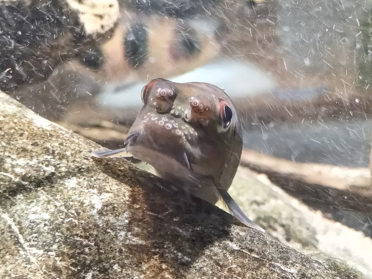 herptiles's tweet photo. 10/18・19に 三井住友ビル 三角広場で開催されていた
#アクアリウム東京　に行ってきた
写真は #ワイルドアクアリウム の展示水槽にいた
ボウズハゼの仲間、ホンコンプレコの仲間
ドジョウの仲間、ガラの仲間
岩の隙間を出入りしていて見ていて飽きなかった。 https://t.co/UrULV4Ju2Q