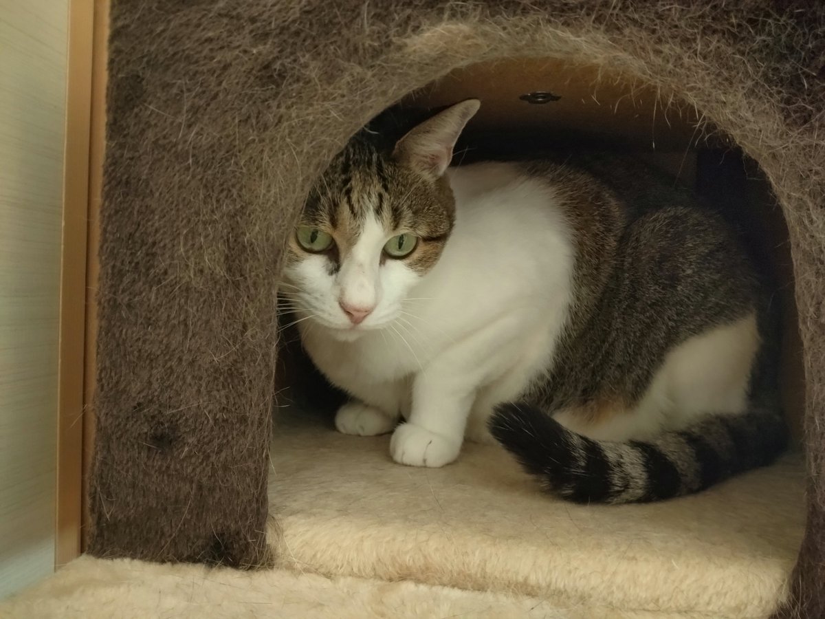 #猫のいる暮らし𓏲𓎨
