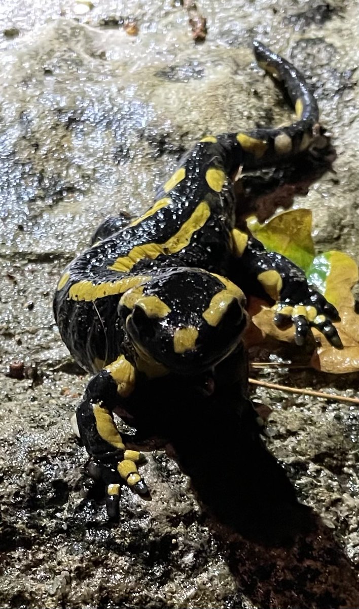 rensinladouce's tweet image. Hoog bezoek vanavond op de #campagne