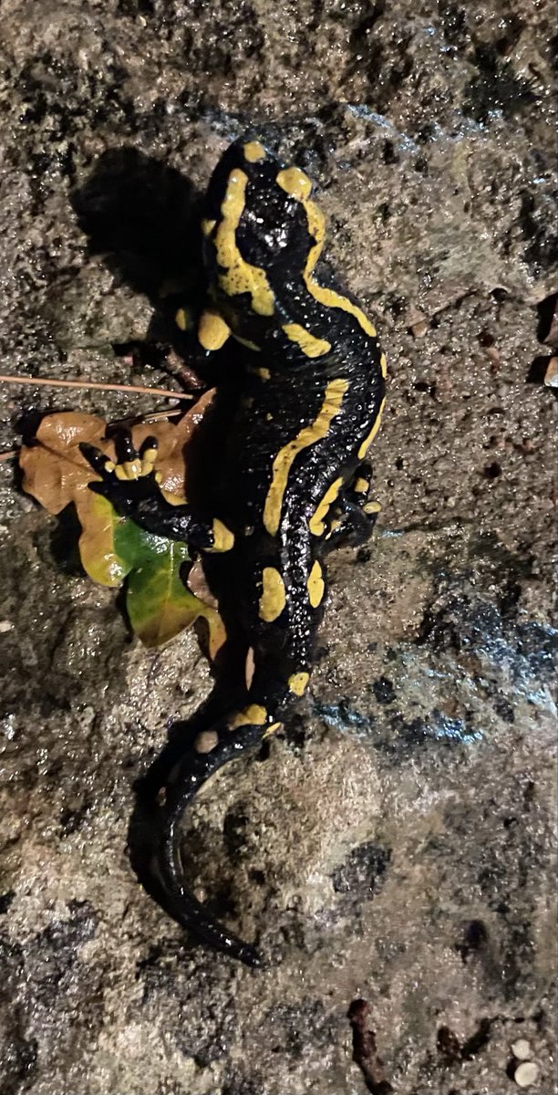 rensinladouce's tweet image. Hoog bezoek vanavond op de #campagne