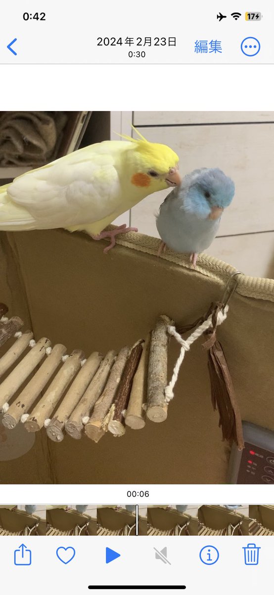 heart4444tenshi's tweet photo. 秦野市落合にある、秦野カインズホームでカゴが外れて飛び立ってしまいました。

2年間、オカメインコと、とても仲良くしていたマメルリハちゃんと暮らしておりました。

とても温厚で優しく、攻撃性がありません。

目撃や保護情報を、どうぞお待ちしております。

#迷子ペット
#迷子の鳥
#迷子インコ https://t.co/TqNaKhhrZS