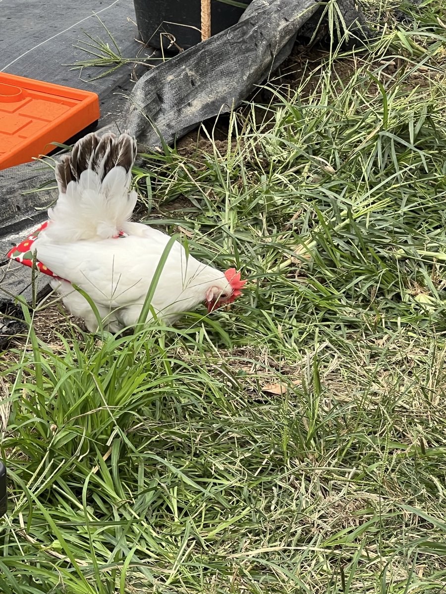 pipipimimimi3's tweet image. うにちゃんのおNEWのオムツ♡
椿柄とっても似合ってるぅ🥰ｶﾜｲｲっ

 #チャボ
 #にわとり
 #トリトレット