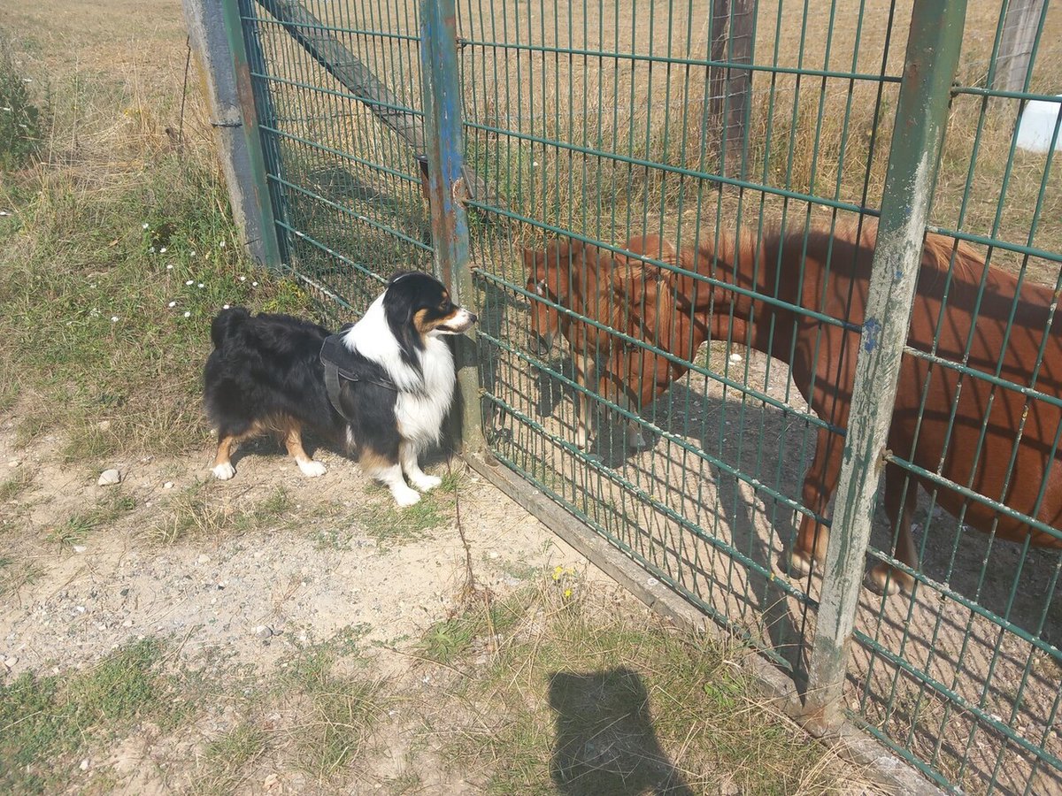 🟠 🐶 Chien perdu le 18/10/2025 à Gaillon-Sur-Montcient (78250).
Race : Berger Australien / Âge : 2 an(s)
Dracko / Mâle / Identifié(e) : Oui

☎️ 0698756491
📧  sebmuller3@gmail.com

#VigiPets #chienperdu #chientrouve #chien #perdu #trouve