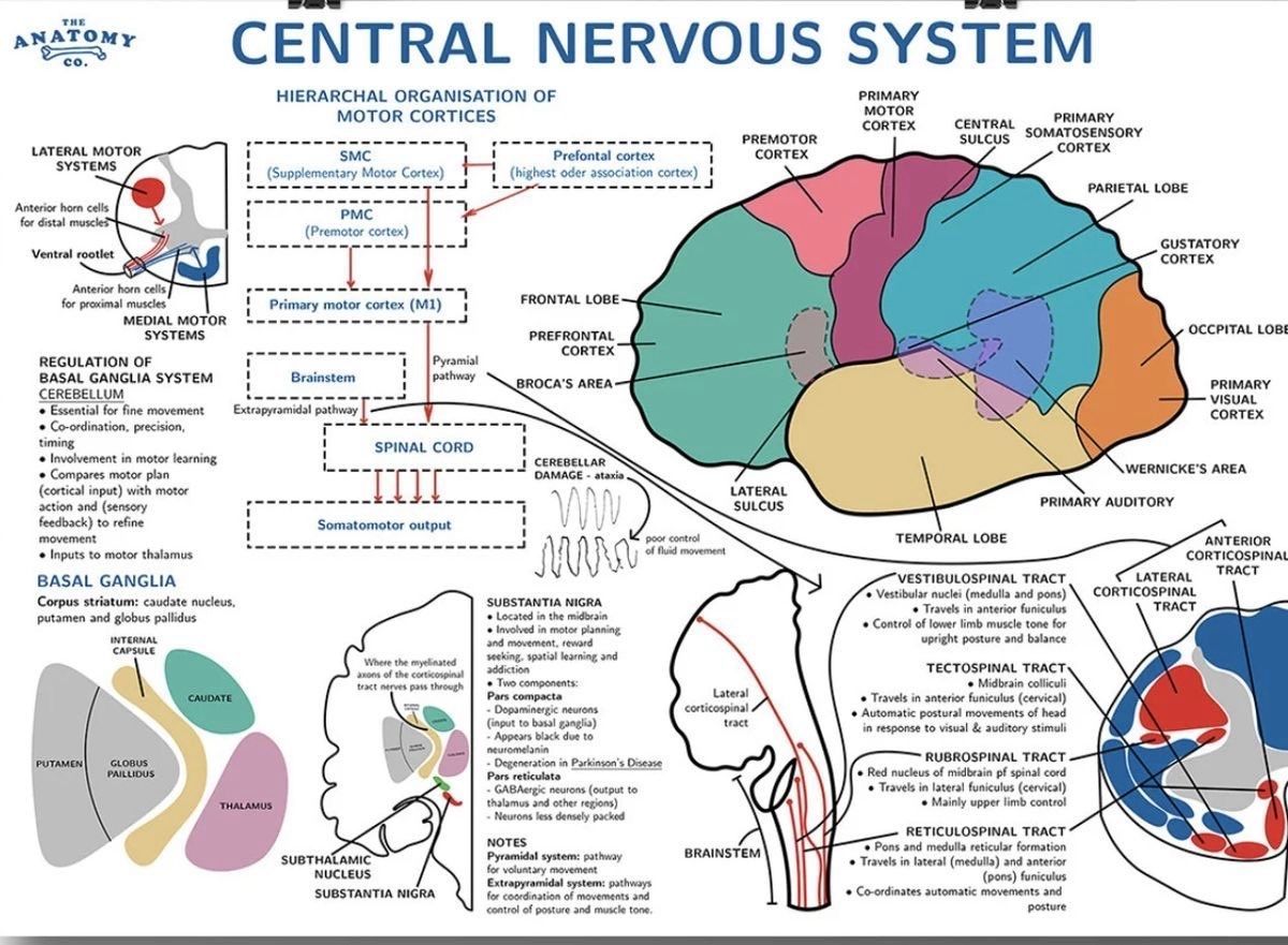 🧠𝗦𝗶𝘀𝘁𝗲𝗺𝗮 𝗡𝗲𝗿𝘃𝗶𝗼𝘀𝗼 𝗖𝗲𝗻𝘁𝗿𝗮𝗹🧠
⬇️⬇️⬇️⬇️ 

🔹 𝙊𝙧𝙜𝙖𝙣𝙞𝙯𝙖𝙘𝙞𝙤́𝙣 𝙢𝙤𝙩𝙤𝙧𝙖 𝙟𝙚𝙧𝙖́𝙧𝙦𝙪𝙞𝙘𝙖:
•𝙋𝙧𝙚𝙛𝙧𝙤𝙣𝙩𝙖𝙡: planificación y decisión.
•𝙋𝙧𝙚𝙢𝙤𝙩𝙤𝙧𝙖 (𝙋𝙈𝘾): prepara movimientos.
•𝙈𝙤𝙩𝙤𝙧𝙖 𝙨𝙪𝙥𝙡𝙚𝙢𝙚𝙣𝙩𝙖𝙧𝙞𝙖 (𝙎𝙈𝘾):