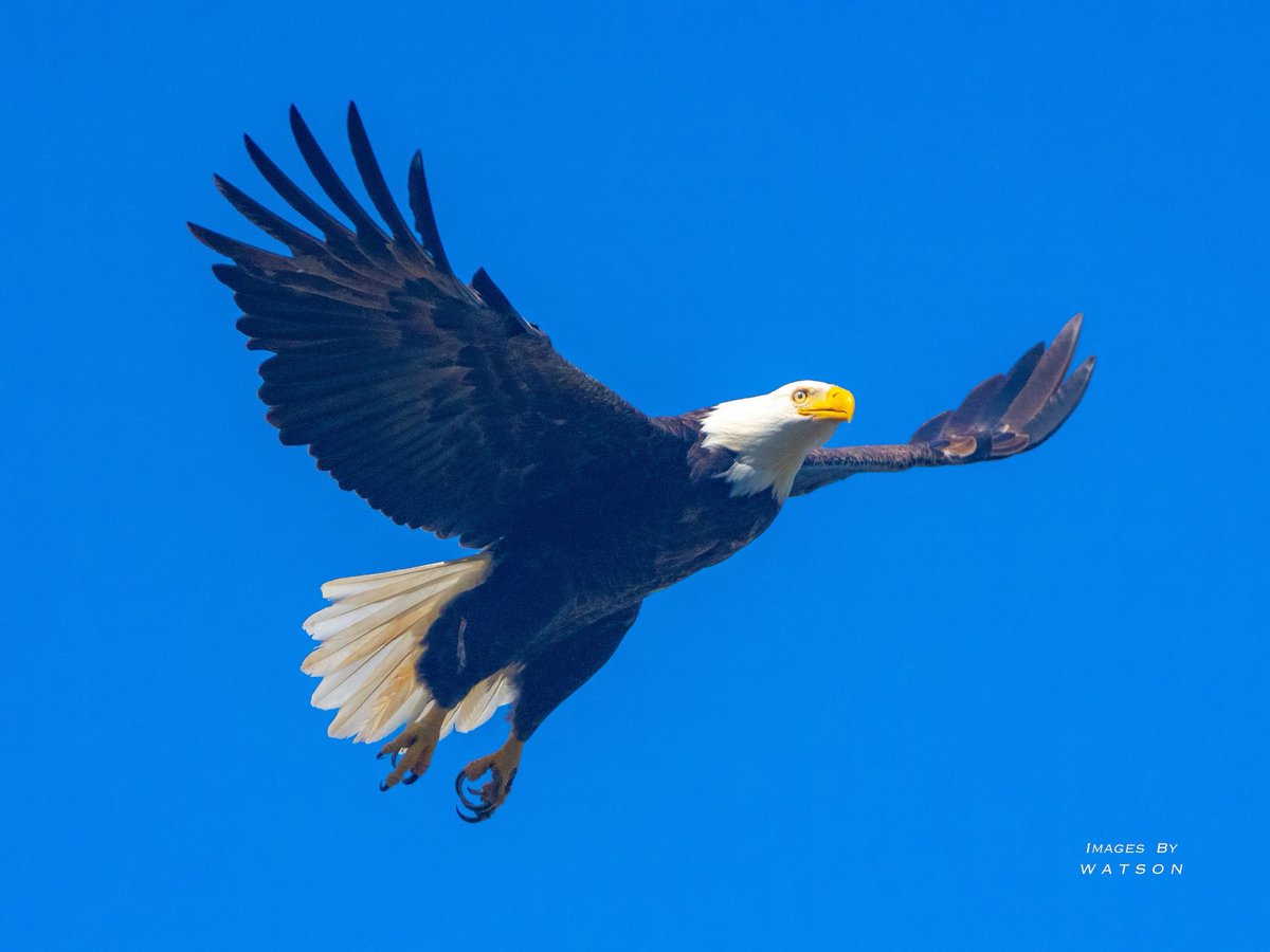 ImagesByWatson tweet media