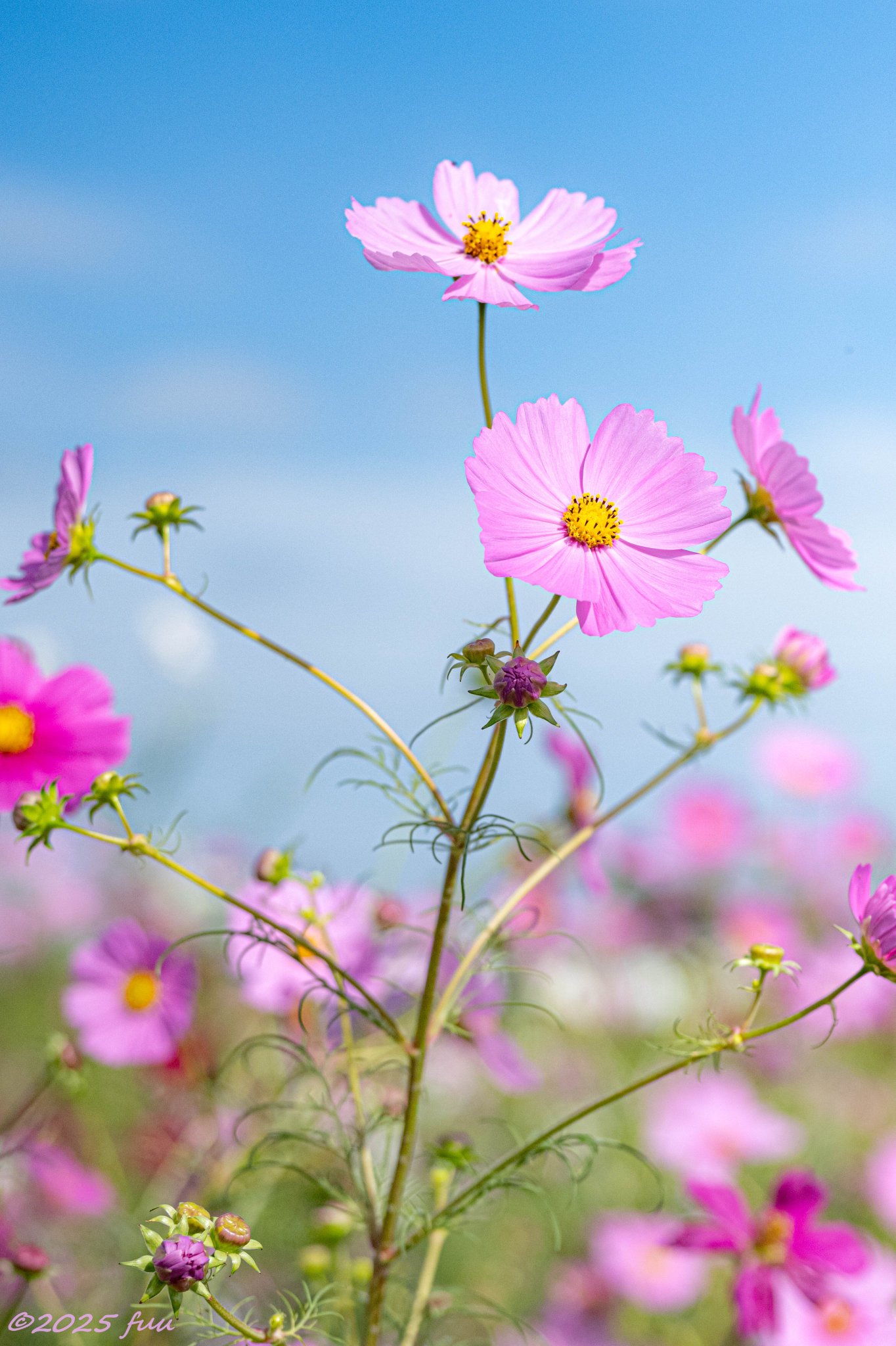 ぷうあさま専用（原画）月と紫陽花 ほか 9点おまとめ 𖤣𖥧𖥣𖡡𖥧𖤣
