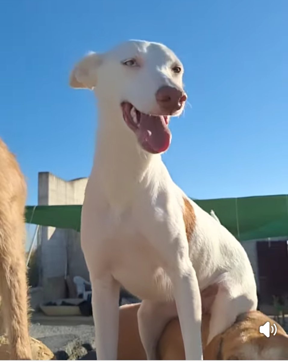 Copio:
Seguimos incansables publicando día tras día a nuestro pequeño #MOZART
No sabemos si está vivo o no
Solo q no vamos a tirar la toalla

Mozart fue ROBADO
de nuestro refugio
por gente sin alma.
 
Rociana Acoge 
Rociana del Condado #Huelva

Wasap
665 79 20 43
722134197