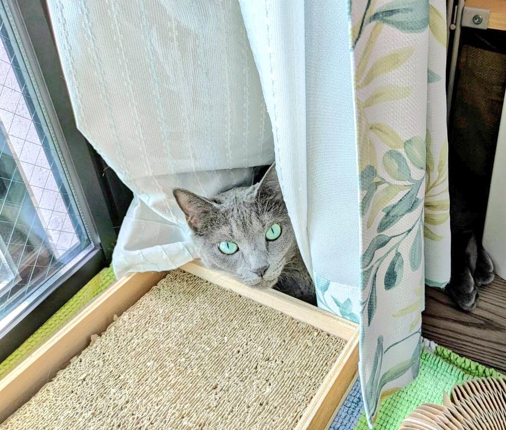 おはようございます

碧さま「ﾋｮｯｺﾘ…|˙꒳​˙))」

全然そこに居ることに気づかなかったそうです(僕見習談)