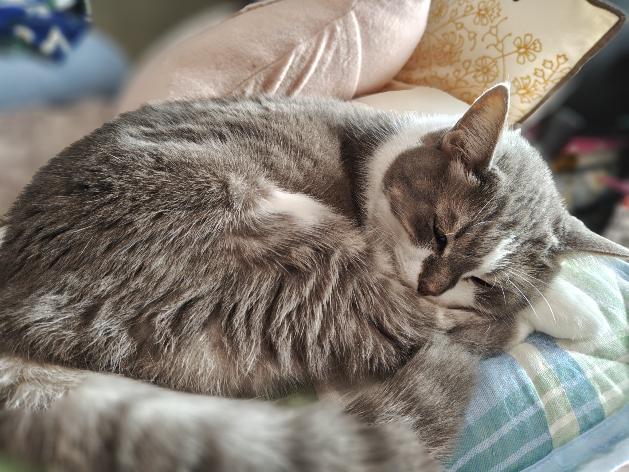 猫さん 猫さん】 カード検索 ｜ Z/X - Zillions of enemy X - ゼクス