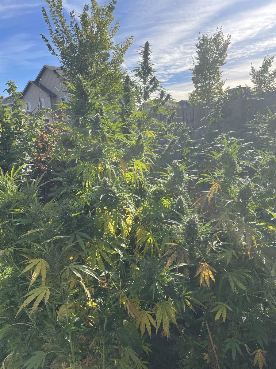lrn2grow tweet media