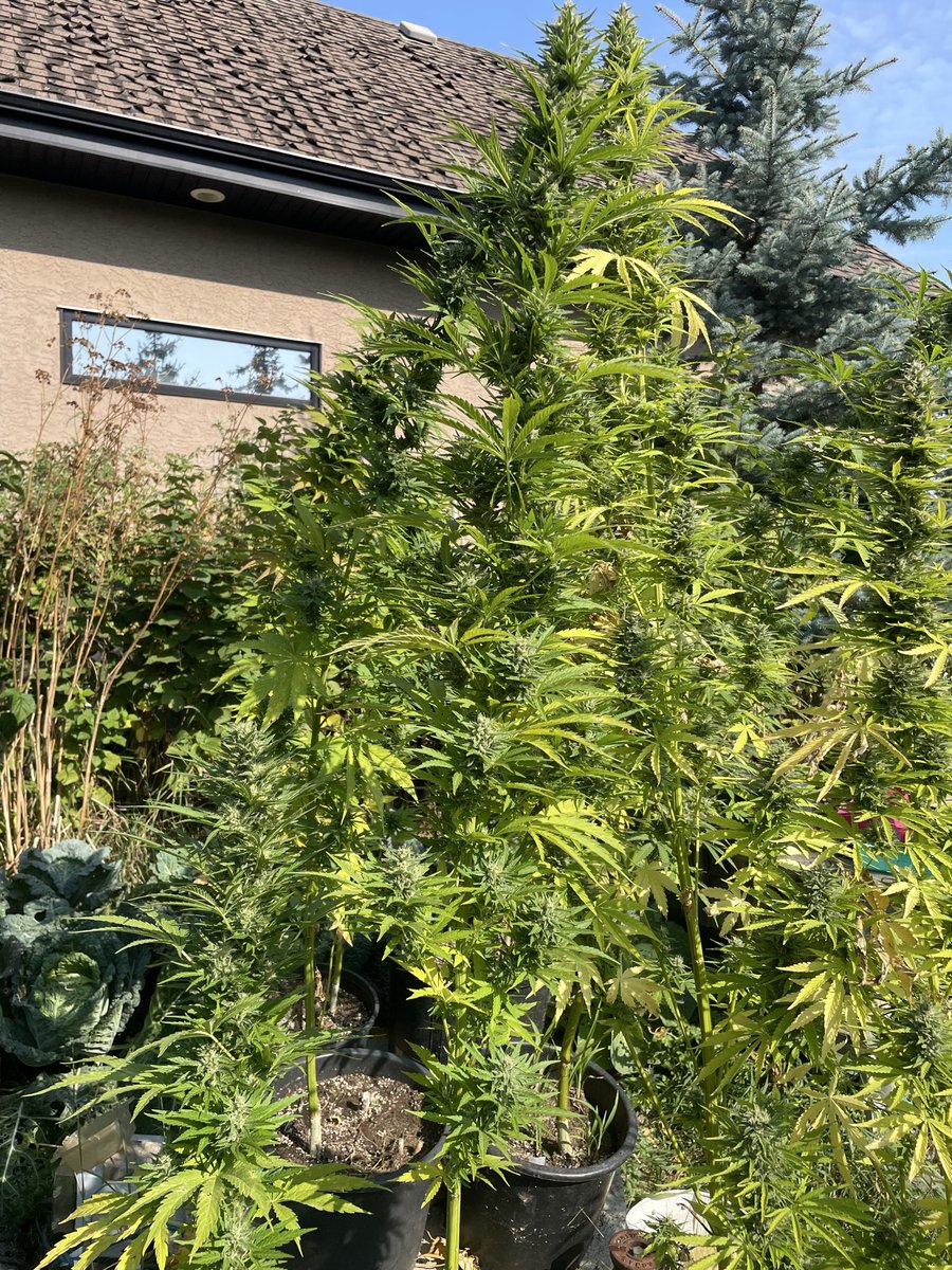 lrn2grow tweet media