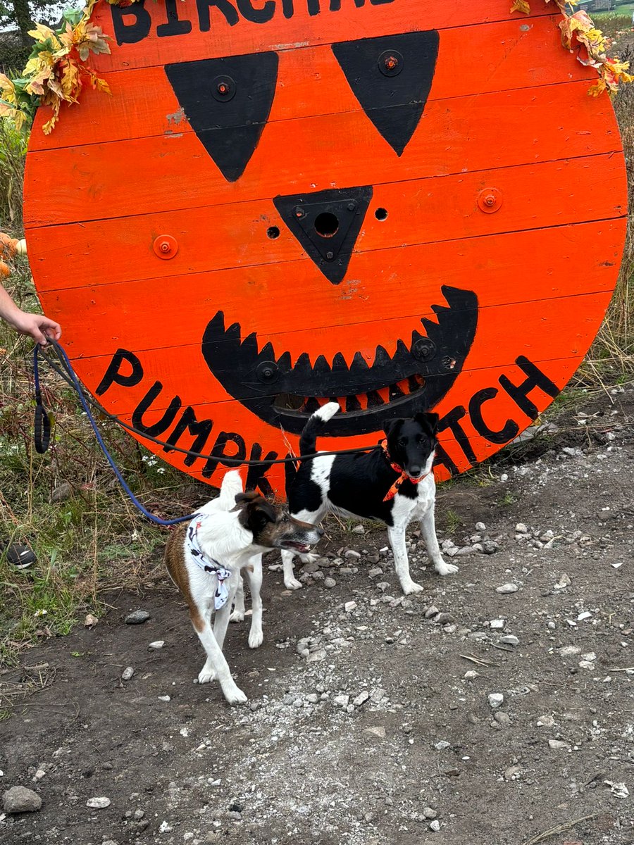 David birchall tweet media