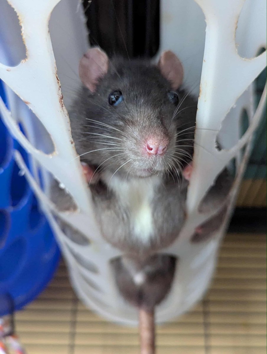 a bunch of rats✨ tweet media